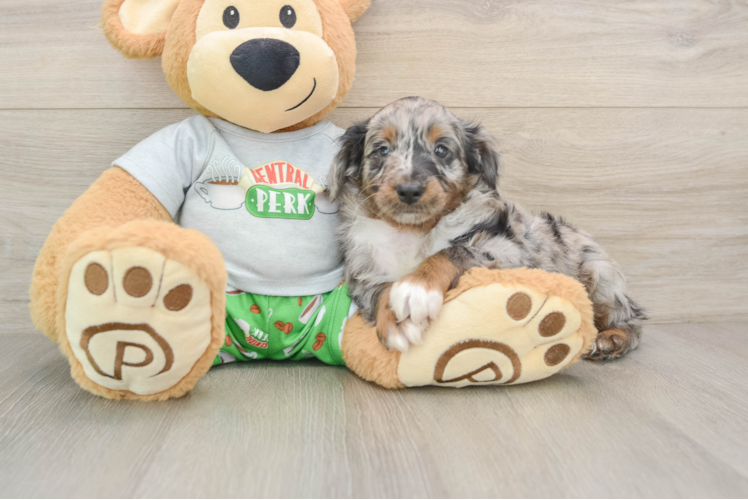 Small Mini Aussiedoodle Baby