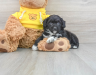 7 week old Mini Aussiedoodle Puppy For Sale - Windy City Pups