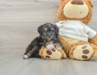 7 week old Mini Aussiedoodle Puppy For Sale - Windy City Pups