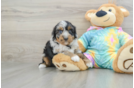 Mini Aussiedoodle Pup Being Cute