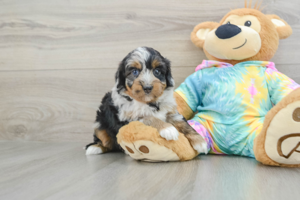 Mini Aussiedoodle Pup Being Cute