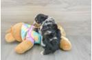Friendly Mini Aussiedoodle Baby