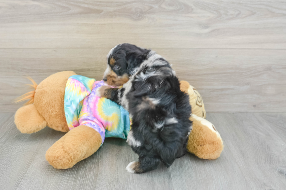 Friendly Mini Aussiedoodle Baby