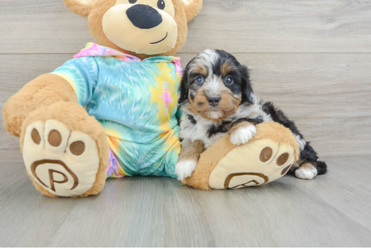Mini Aussiedoodle Puppy for Adoption