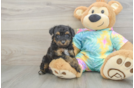 Mini Aussiedoodle Pup Being Cute