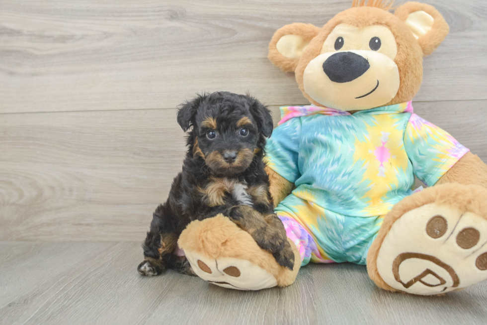 Mini Aussiedoodle Pup Being Cute