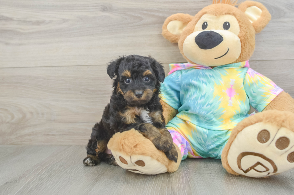 5 week old Mini Aussiedoodle Puppy For Sale - Windy City Pups