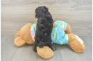 Mini Aussiedoodle Pup Being Cute