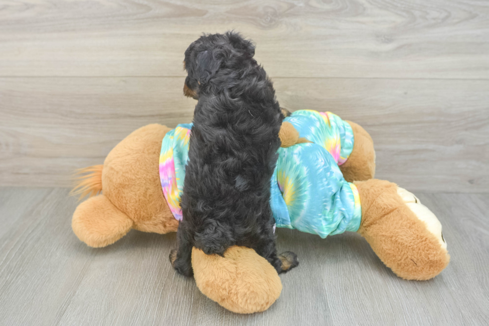 Mini Aussiedoodle Pup Being Cute