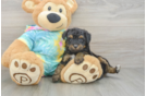 Mini Aussiedoodle Pup Being Cute
