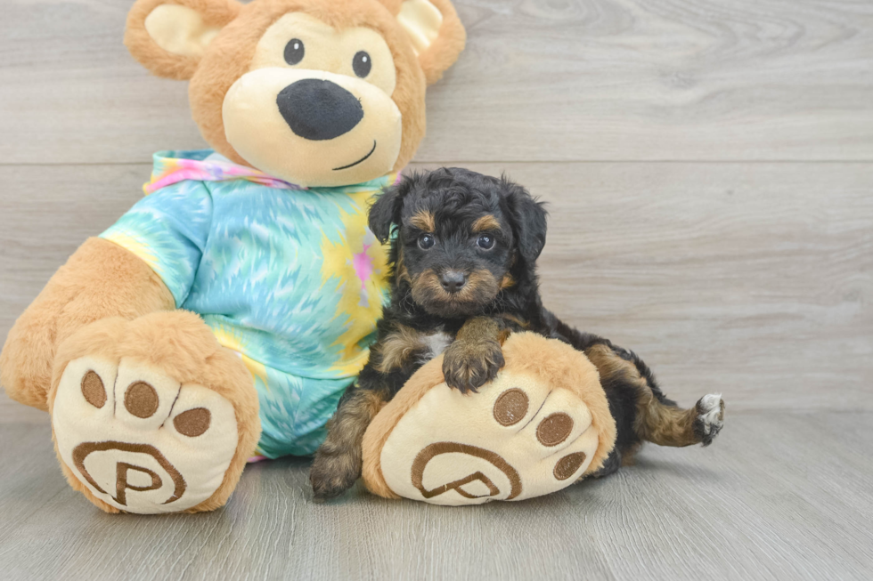 Mini Aussiedoodle Pup Being Cute