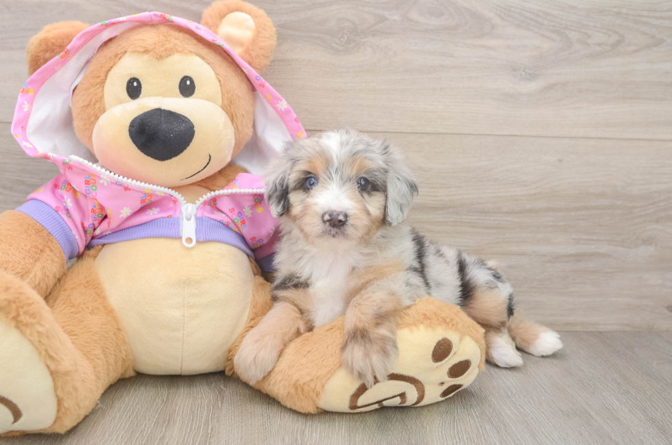 5 week old Mini Aussiedoodle Puppy For Sale - Windy City Pups
