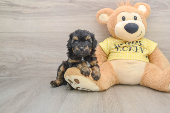 Smart Mini Aussiedoodle Poodle Mix Pup