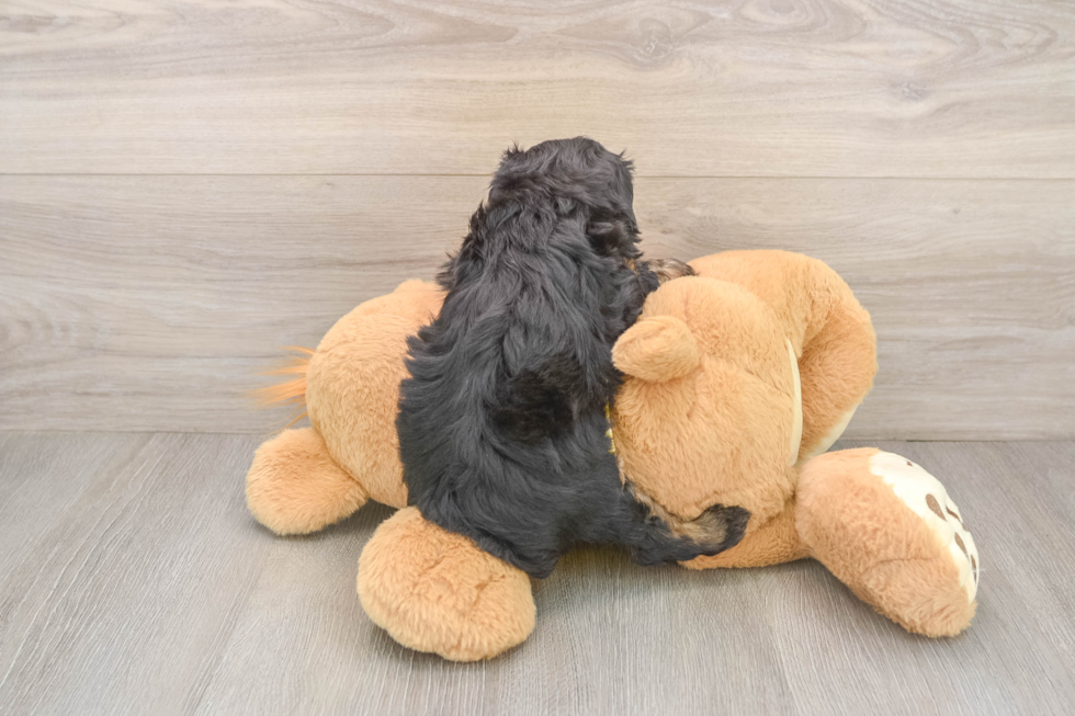 Cute Mini Aussiedoodle Baby