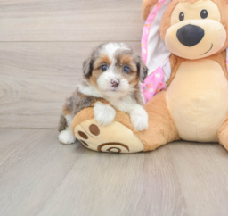 7 week old Mini Aussiedoodle Puppy For Sale - Windy City Pups
