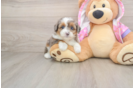 Little Aussiepoo Poodle Mix Puppy