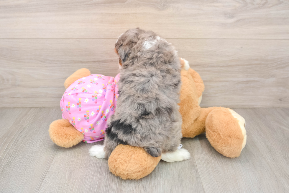 Hypoallergenic Aussiepoo Poodle Mix Puppy