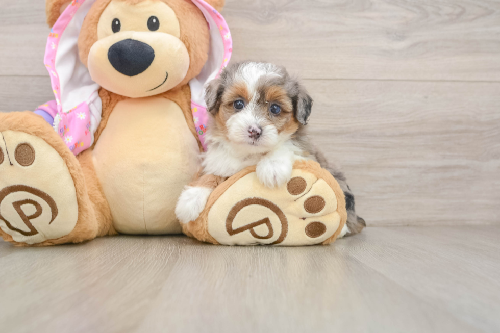Best Mini Aussiedoodle Baby