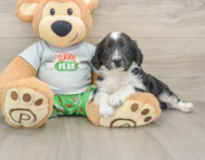 7 week old Mini Aussiedoodle Puppy For Sale - Windy City Pups