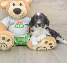 7 week old Mini Aussiedoodle Puppy For Sale - Windy City Pups