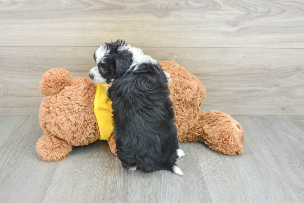 Mini Aussiedoodle Pup Being Cute