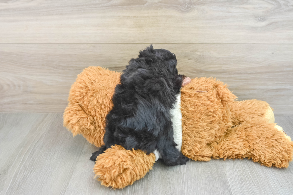 Fluffy Mini Aussiedoodle Poodle Mix Pup