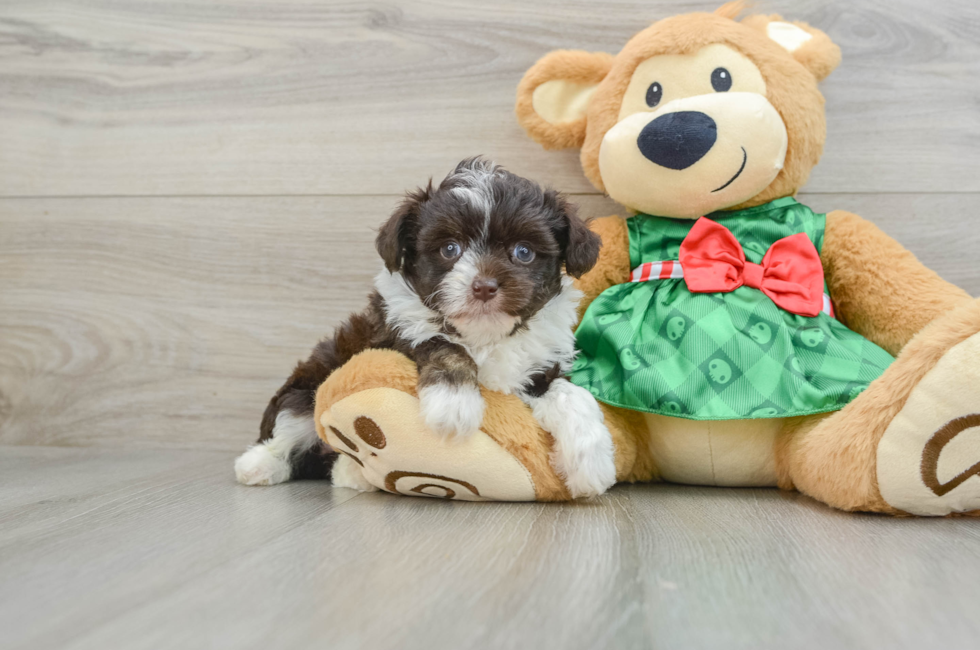 5 week old Mini Aussiedoodle Puppy For Sale - Windy City Pups