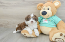 Mini Aussiedoodle Puppy for Adoption