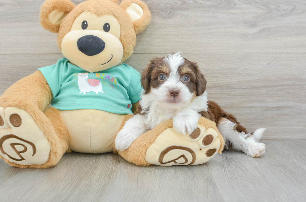 6 week old Mini Aussiedoodle Puppy For Sale - Windy City Pups