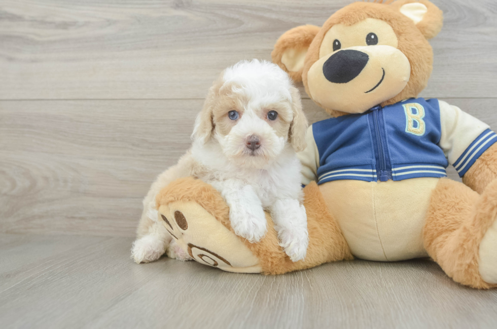 6 week old Mini Aussiedoodle Puppy For Sale - Windy City Pups
