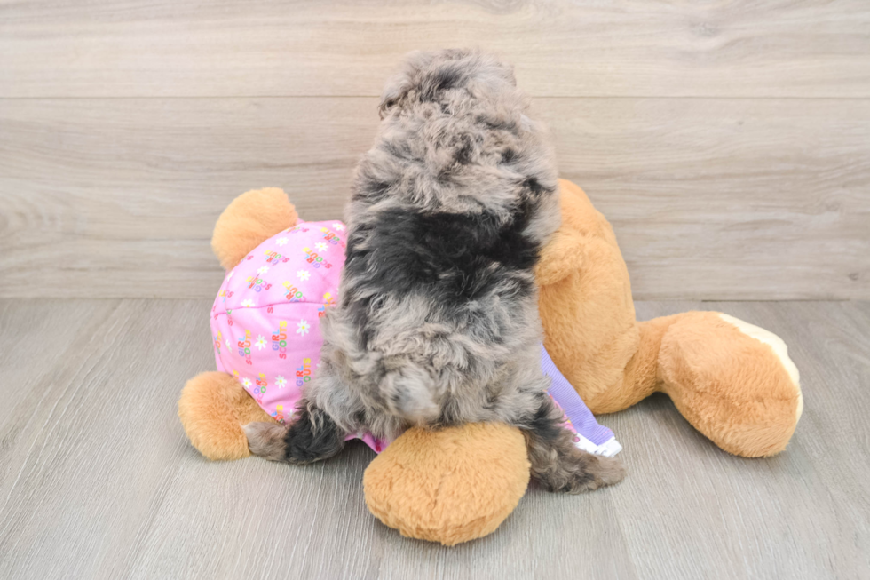 Mini Aussiedoodle Puppy for Adoption