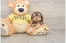 Sweet Mini Aussiedoodle Baby