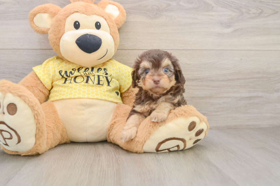 Sweet Mini Aussiedoodle Baby