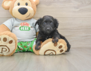 7 week old Mini Aussiedoodle Puppy For Sale - Windy City Pups