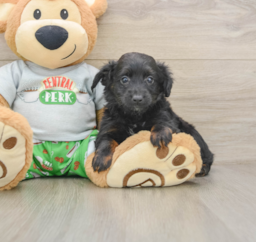 7 week old Mini Aussiedoodle Puppy For Sale - Windy City Pups