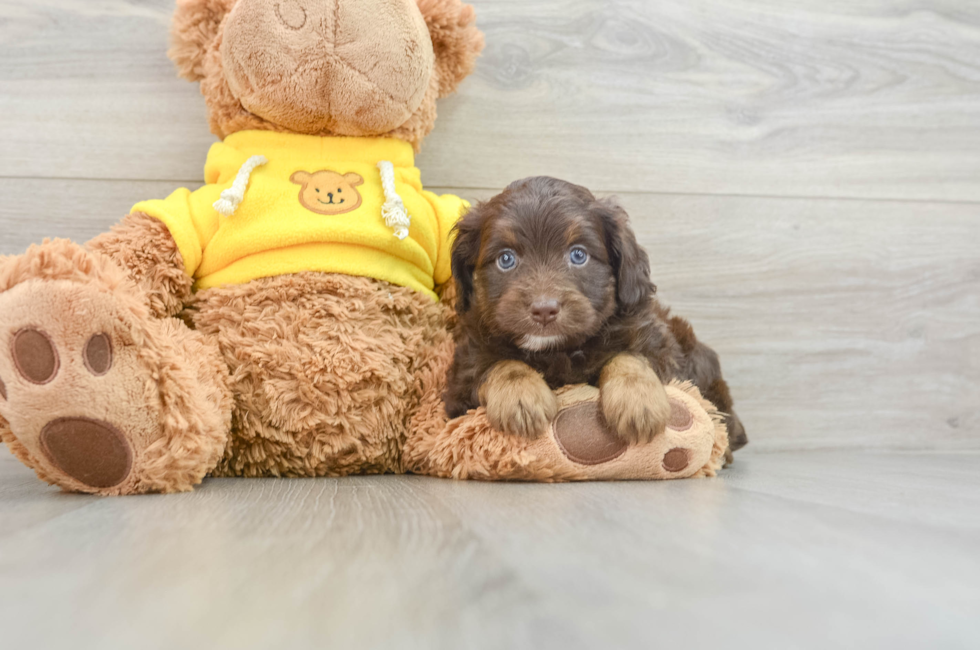 7 week old Mini Aussiedoodle Puppy For Sale - Windy City Pups