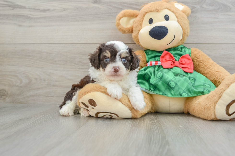 5 week old Mini Aussiedoodle Puppy For Sale - Windy City Pups