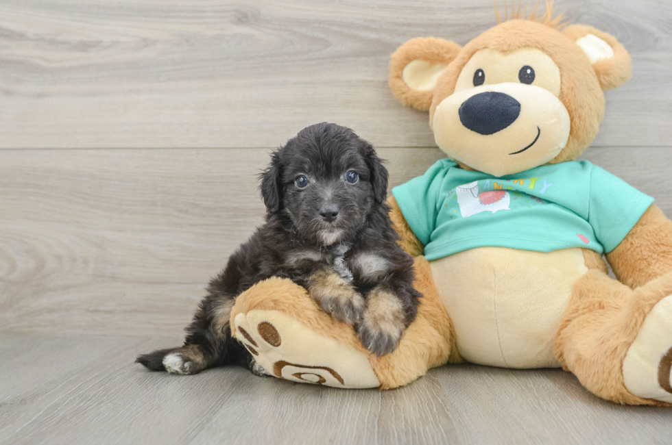 5 week old Mini Aussiedoodle Puppy For Sale - Windy City Pups