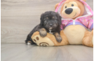 Fluffy Mini Aussiedoodle Poodle Mix Pup