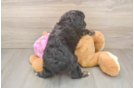 Mini Aussiedoodle Puppy for Adoption