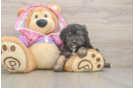 Little Mini Aussiepoo Poodle Mix Puppy