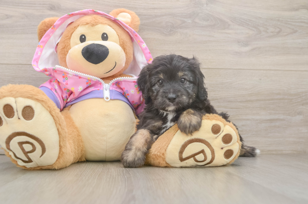 5 week old Mini Aussiedoodle Puppy For Sale - Windy City Pups