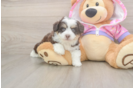 Smart Mini Aussiedoodle Poodle Mix Pup