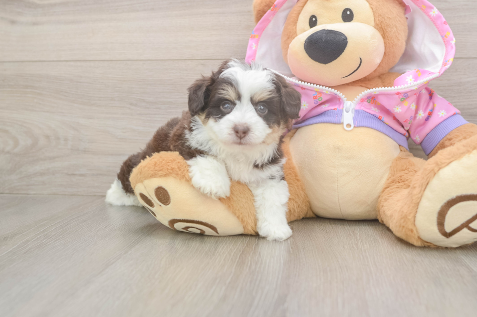 Smart Mini Aussiedoodle Poodle Mix Pup