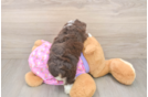 Mini Aussiedoodle Puppy for Adoption
