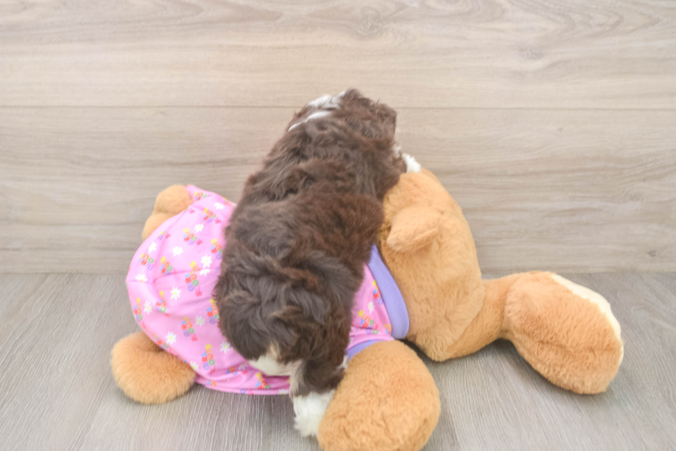 Mini Aussiedoodle Puppy for Adoption
