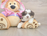 5 week old Mini Aussiedoodle Puppy For Sale - Windy City Pups