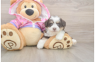 Best Mini Aussiedoodle Baby