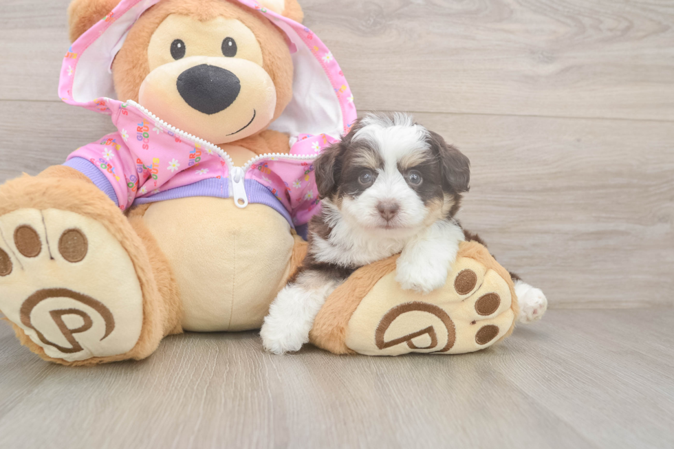 Best Mini Aussiedoodle Baby
