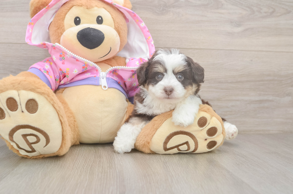 5 week old Mini Aussiedoodle Puppy For Sale - Windy City Pups